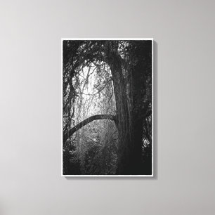 Toile Photo noire et blanche de paysage de saule déprim