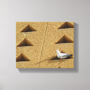 Toile Photo Pigeon