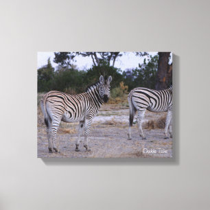 Toile Photo Zebra Double Take