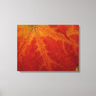 Toile Photographie abstraite de la feuille d'érable roug