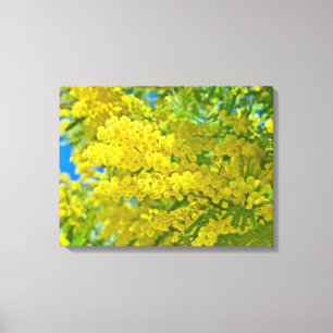 Toile Photographie botanique florale de Mimosa