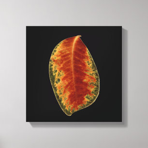 Toile Photographie d'art Brown de la feuille morte