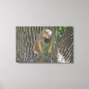 Toile Photographie d'art mural d'un écureuil paresseux d