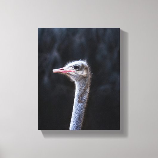 Toile Photographie d'autruche (Recto)