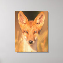 Photographie de faune sauvage du renard roux sauva