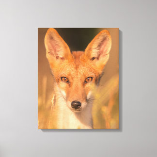 Toile Photographie de faune sauvage du renard roux sauva