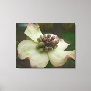 Toile Photographie de fleur de cornouiller