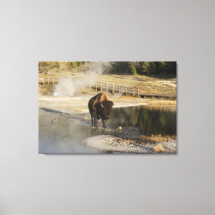 Toile Photographie de la faune American Bison Yellowston