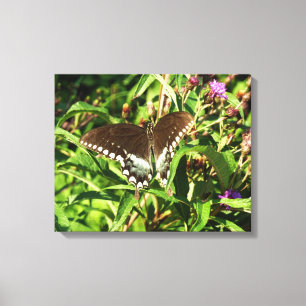 Toile Photographie de la nature du papillon noir Swallow