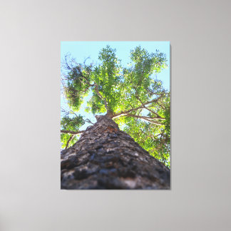 Toile Photographie de la nature d'un arbre majestueux à