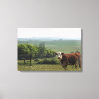 Photographie du Midwest | Belle vache et paysage