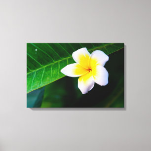 Toile Photographie florale de frangipanier tropical