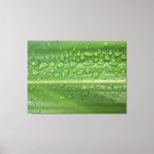 Toile Photographie Macro d'une Feuille Verte Baignée de 