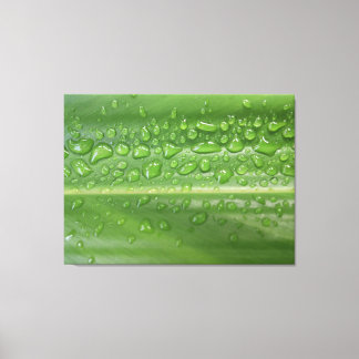 Toile Photographie Macro d'une Feuille Verte Baignée de