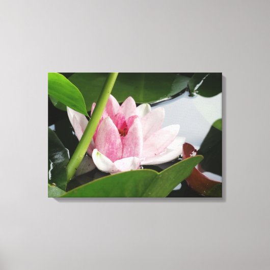 Toile Photographie rose Lotus Imprimer (Recto)