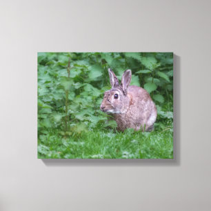 Toile photographie sauvage de lapin de lapin