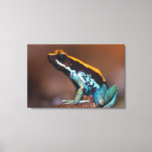 Toile Phyllobates vittatus, une grenouille à flèche empo