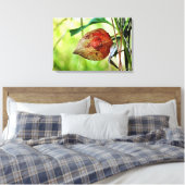 Toile Physalis alkekengi (Insitu(Chambre))