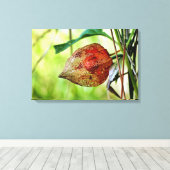 Toile Physalis alkekengi (Insitu (Plancher de Bois))
