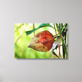 Toile Physalis alkekengi (Recto)