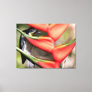 Toile Pic gland dans le Costa Rica