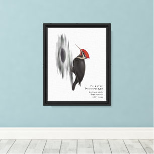 Toile Pic pilé, Oiseau mâle