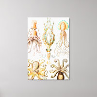 Pieuvre Calmar, Gamochonia par Ernst Haeckel