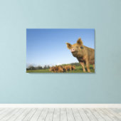 Toile Pig dans un champ (Insitu (Plancher de Bois))