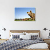 Toile Pig dans un champ (Insitu(Chambre))
