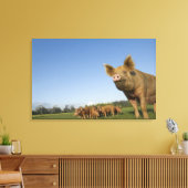 Toile Pig dans un champ (Insitu(Salon))