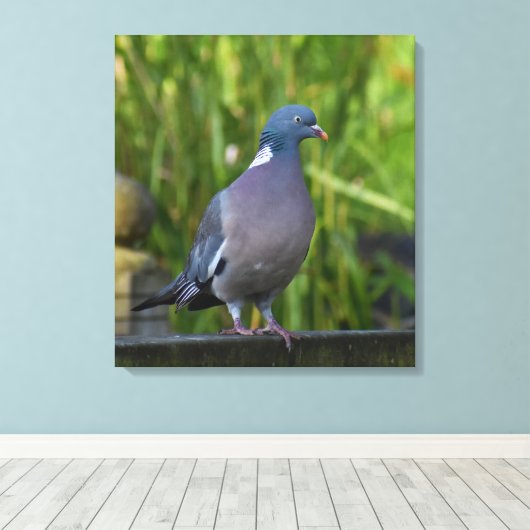 Toile Pigeon (Insitu (Plancher de Bois))