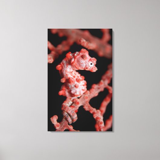 Toile Pigmy Seahorse en mer (Recto)