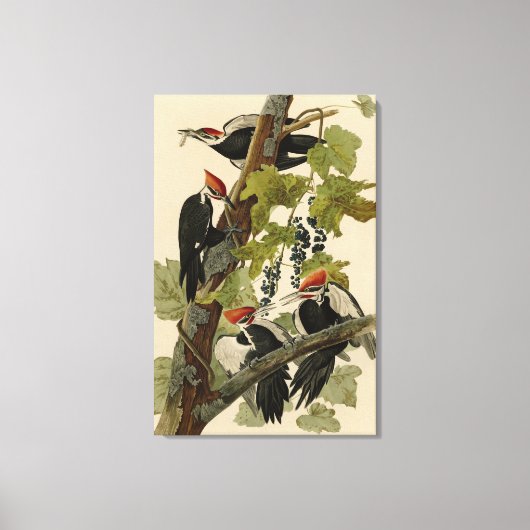 Toile Pileated Woodpecker from Audubon Birds of America (Recto)