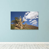 Toile Pin Bristlecone dans l'Ancient Bristlecone Forest, (Insitu (Plancher de Bois))