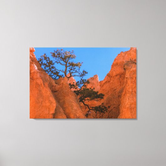 Toile Pin dans les hoodoos (Recto)