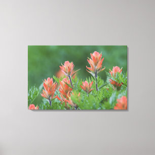 Toile Pinceau indien, Castilleja miniata, Ouray,