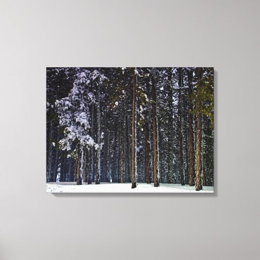 Toile pinède avec la neige Chypre (Recto)