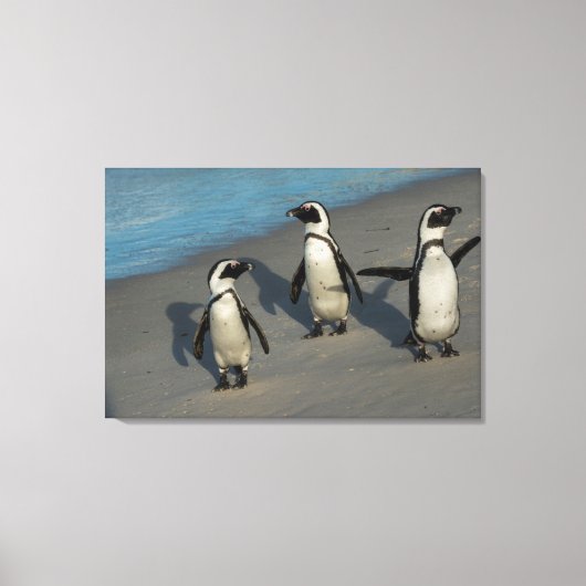 Toile Pingouins africains | Spheniscus Demersus (Recto)