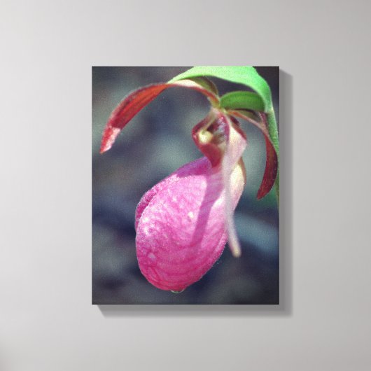 Toile Pink Lady Slipper Orchid Raindrop (Recto)