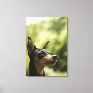 Toile Pinscher miniature (Minute-Pin) 2