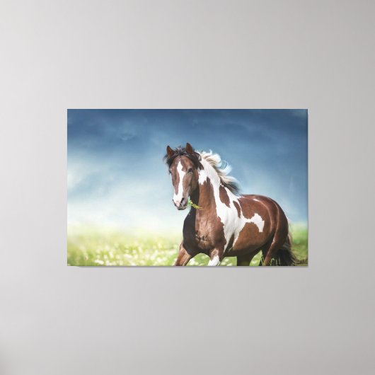 Toile Pinto Horse Gallops À Travers Flowery Spring Meado (Recto)