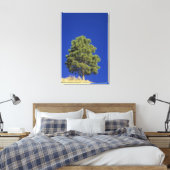 Toile Pinyon Pine, Pinus edulis, Parc national Zion, Uta (Insitu(Chambre))