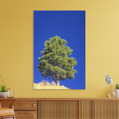 Toile Pinyon Pine, Pinus edulis, Parc national Zion, Uta (Insitu(Salon))