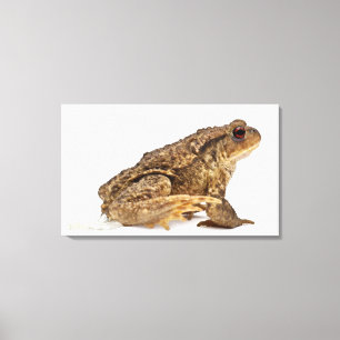 Toile Pisser de crapaud commun ou de crapaud européen