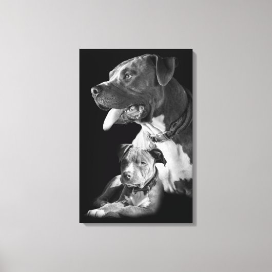 Toile Pitbull (Recto)