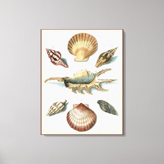 Toile Plage de Shell soignée (Recto)