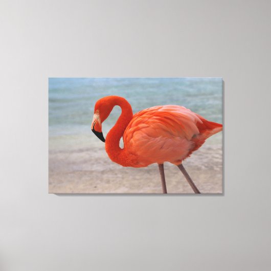 Toile Plages tropicales | Flamant rose des Caraïbes, Aru (Recto)