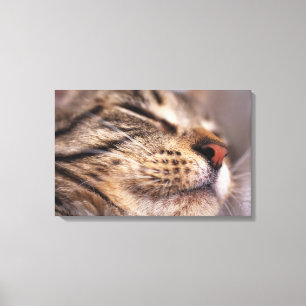 Toile Plan rapproché des favoris et du museau de chat