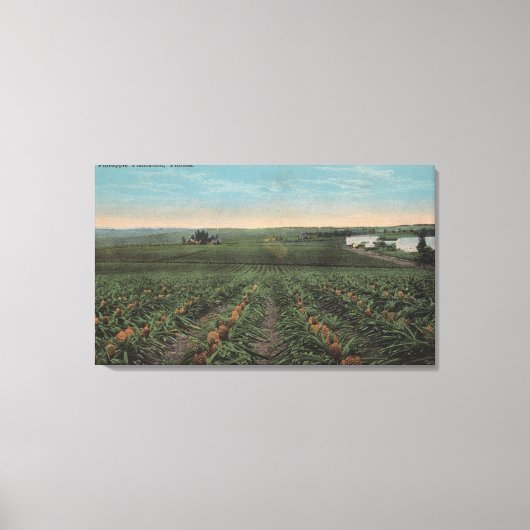 Toile Plantation d'ananas prêt pour la récolte à Florid (Recto)