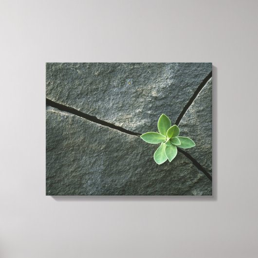 Toile Plante qui cultive dans une sangle fissurée (Recto)